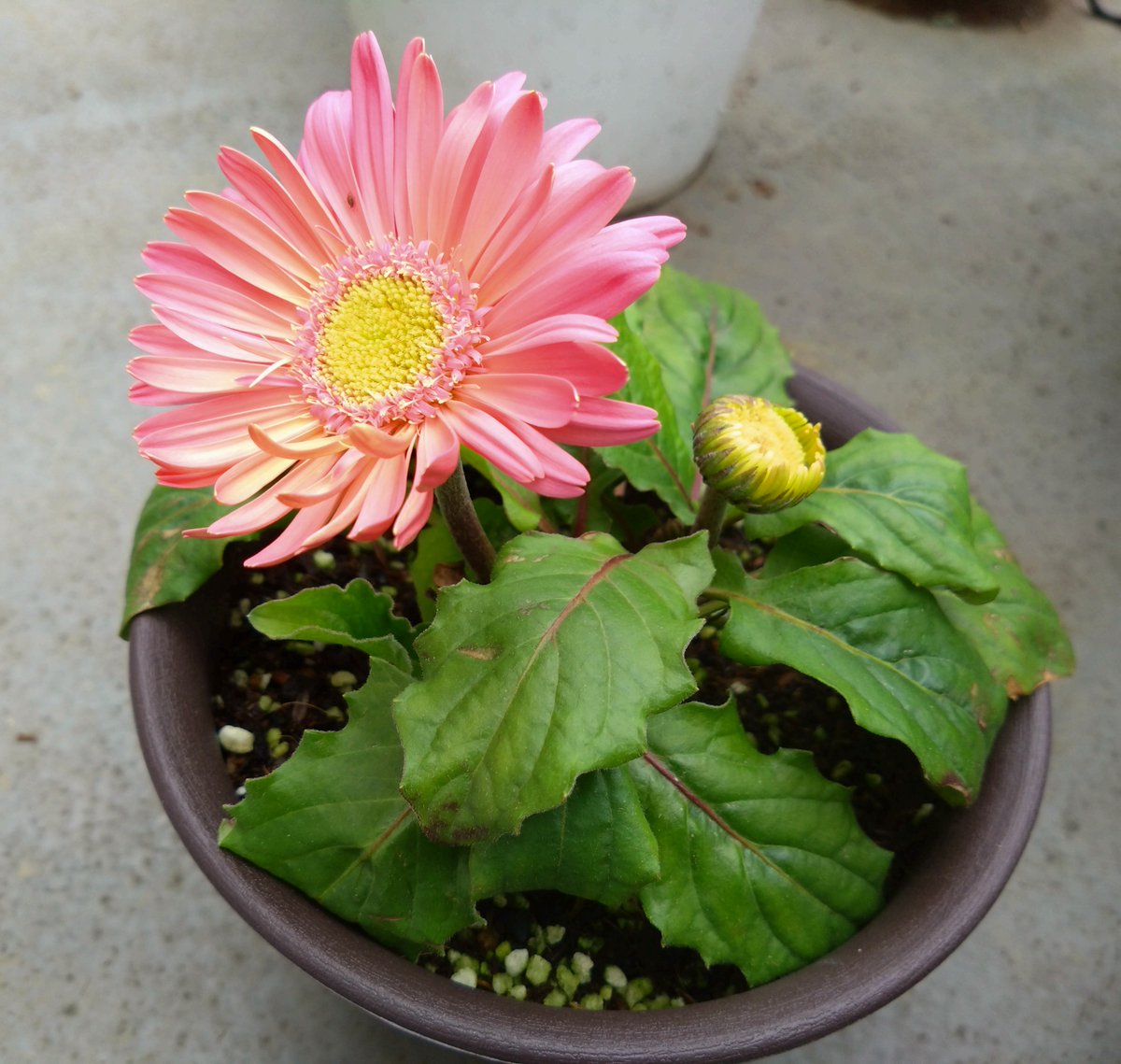 ソロ花活 tweet media