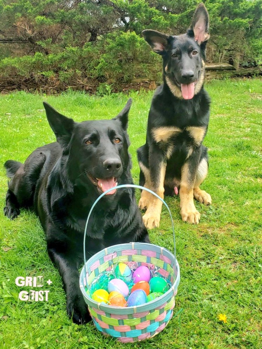 K9Garm tweet media