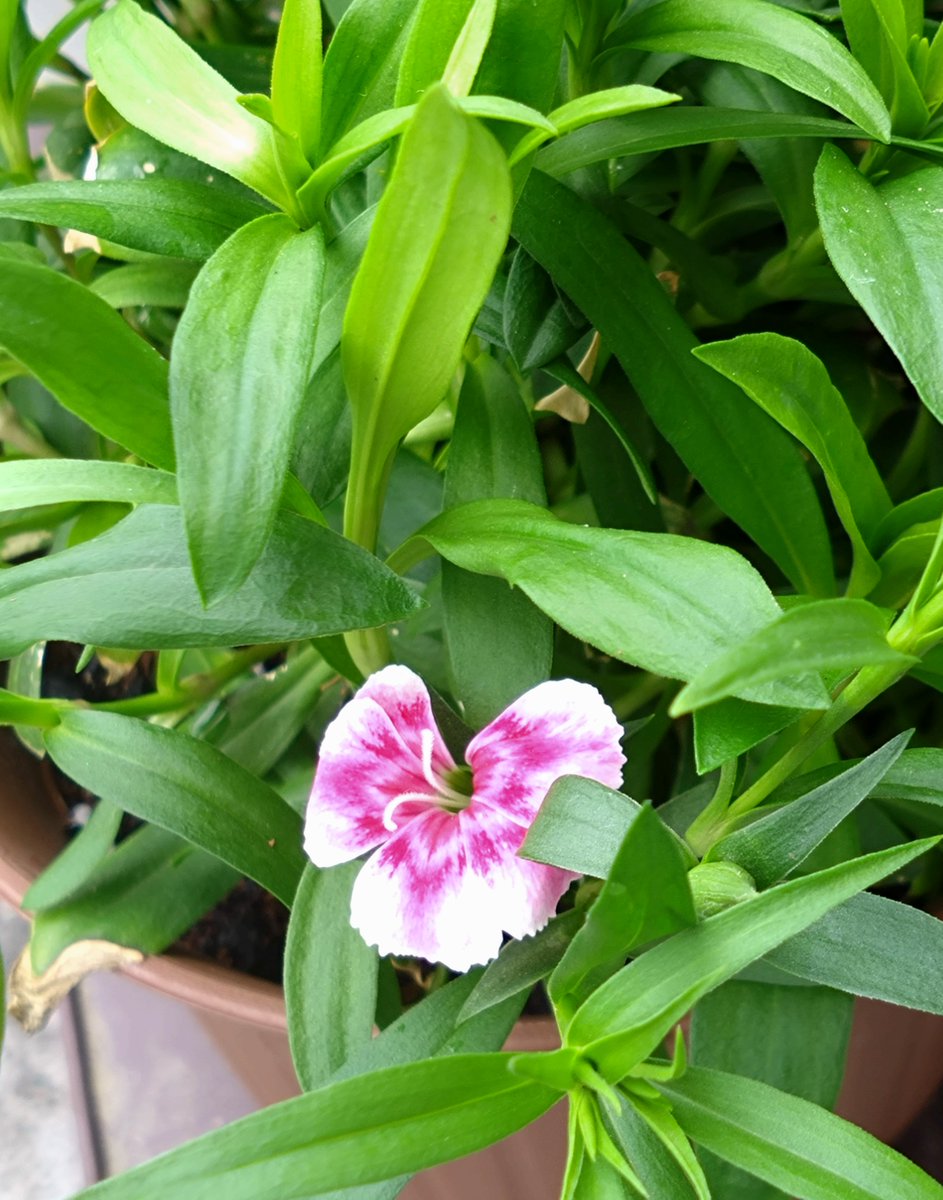 ソロ花活 tweet media