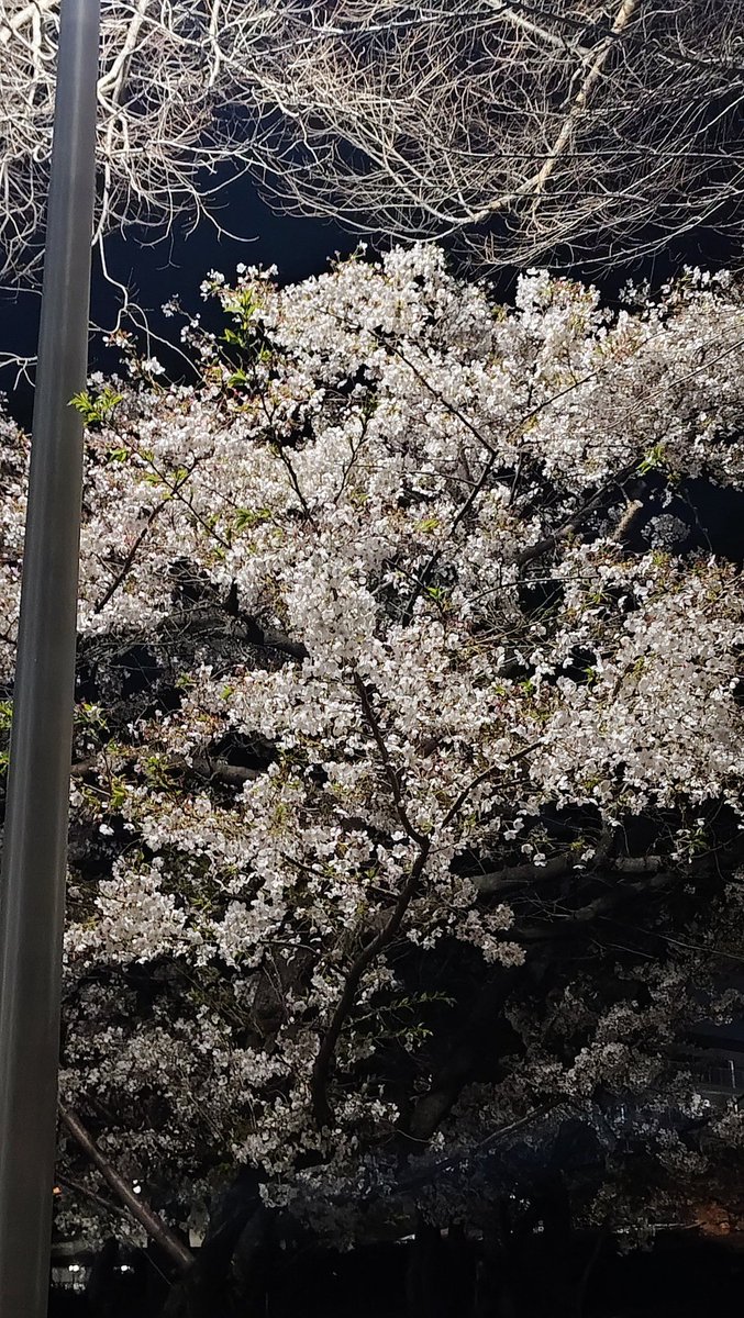 rie933_idea's tweet photo. 昼の桜と夜桜🌸
どちらもキレイでした‼️
ある桜は、元の木が枯れてるのに
横から枝が伸びて、立派に咲いてて
「生きる」力強さを感じた。
何とか咲こうとするこの桜に
励まされたような気がした。
また今日から頑張ろ。 https://t.co/BKd3G2gVbe