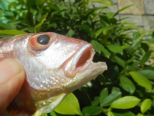 trisha દᵕ̈૩ tweet media