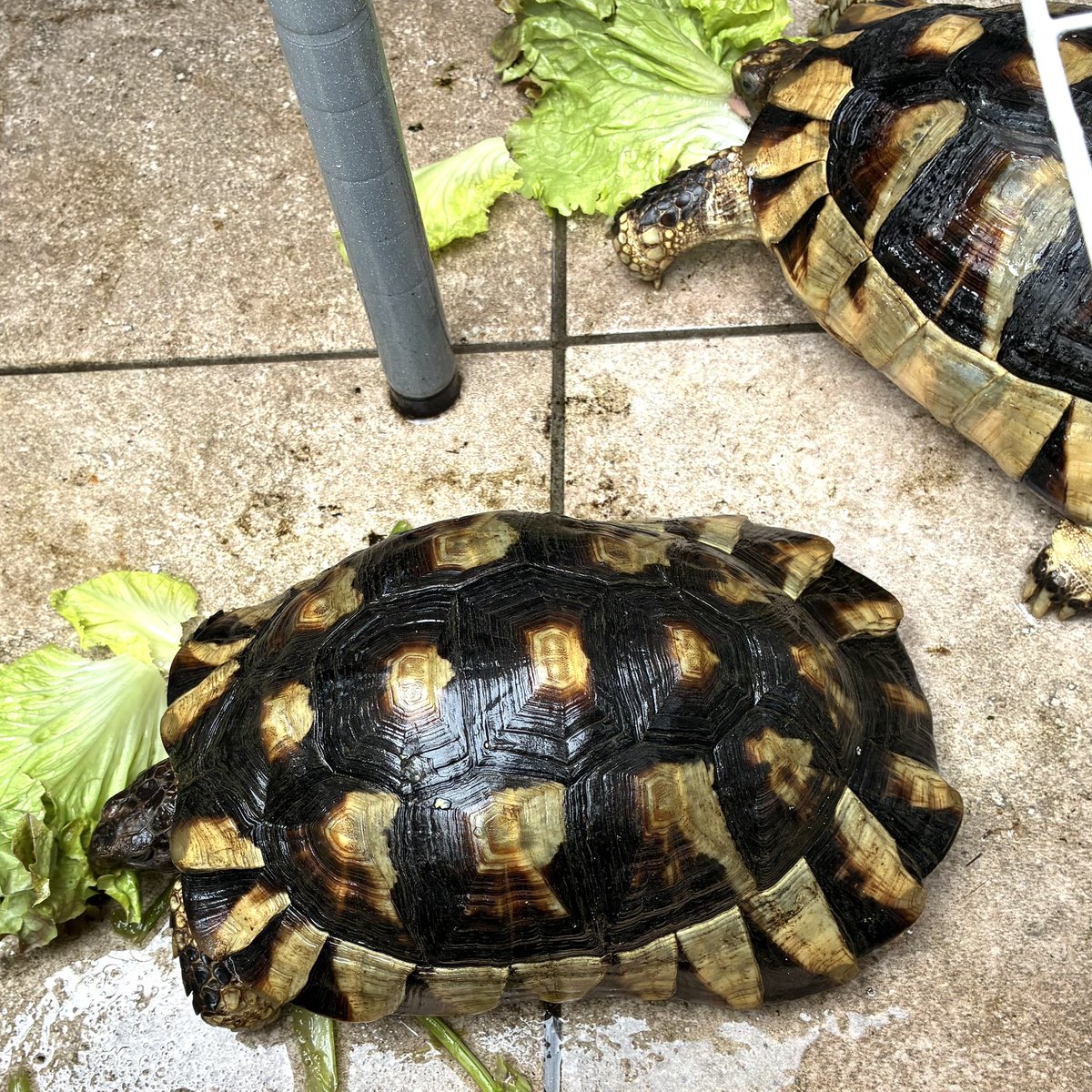 KKamenoko's tweet photo. いまの季節がちょうどいい。葉野菜があっという間に消えていく。
#TestudoHorsfieldii #TestudoMarginata https://t.co/Ibg6V78a3g
