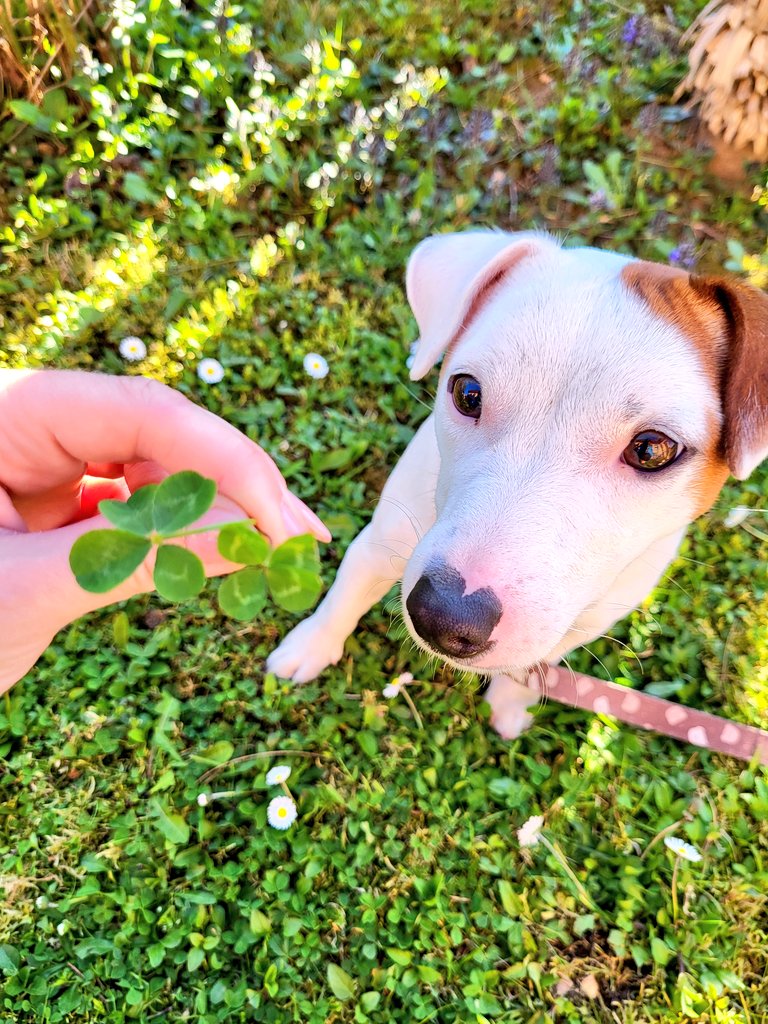 Plivajući Zamajac tweet media