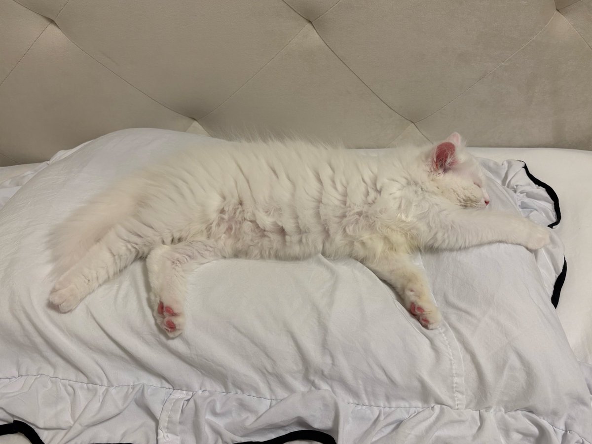 るあ(サイベリアン) tweet media