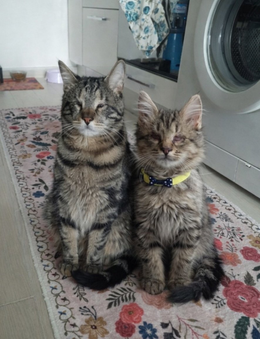 Müşfik & Veysel & Türkan tweet media