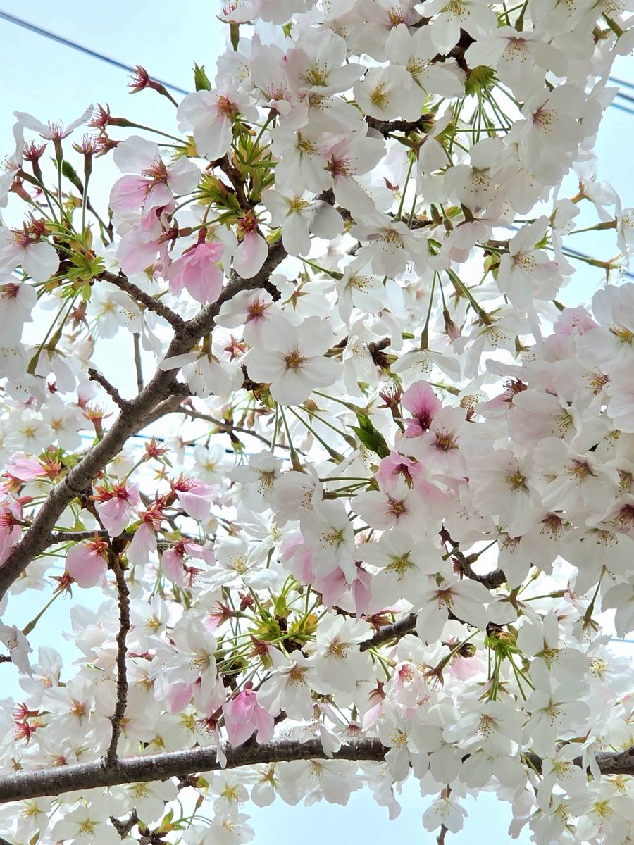 神戸のにゃん(にゃん改め) tweet media