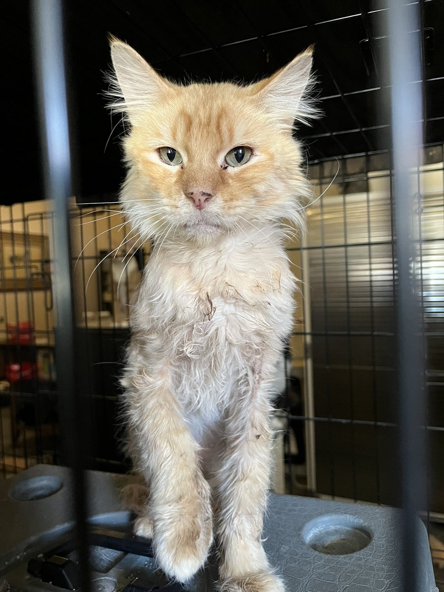 Mandarin’s Retreat tweet media