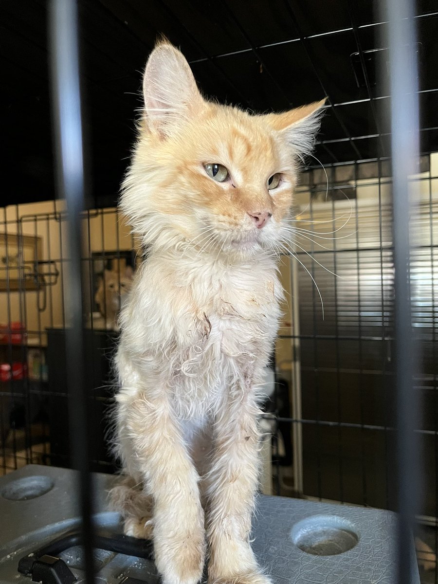 Mandarin’s Retreat tweet media