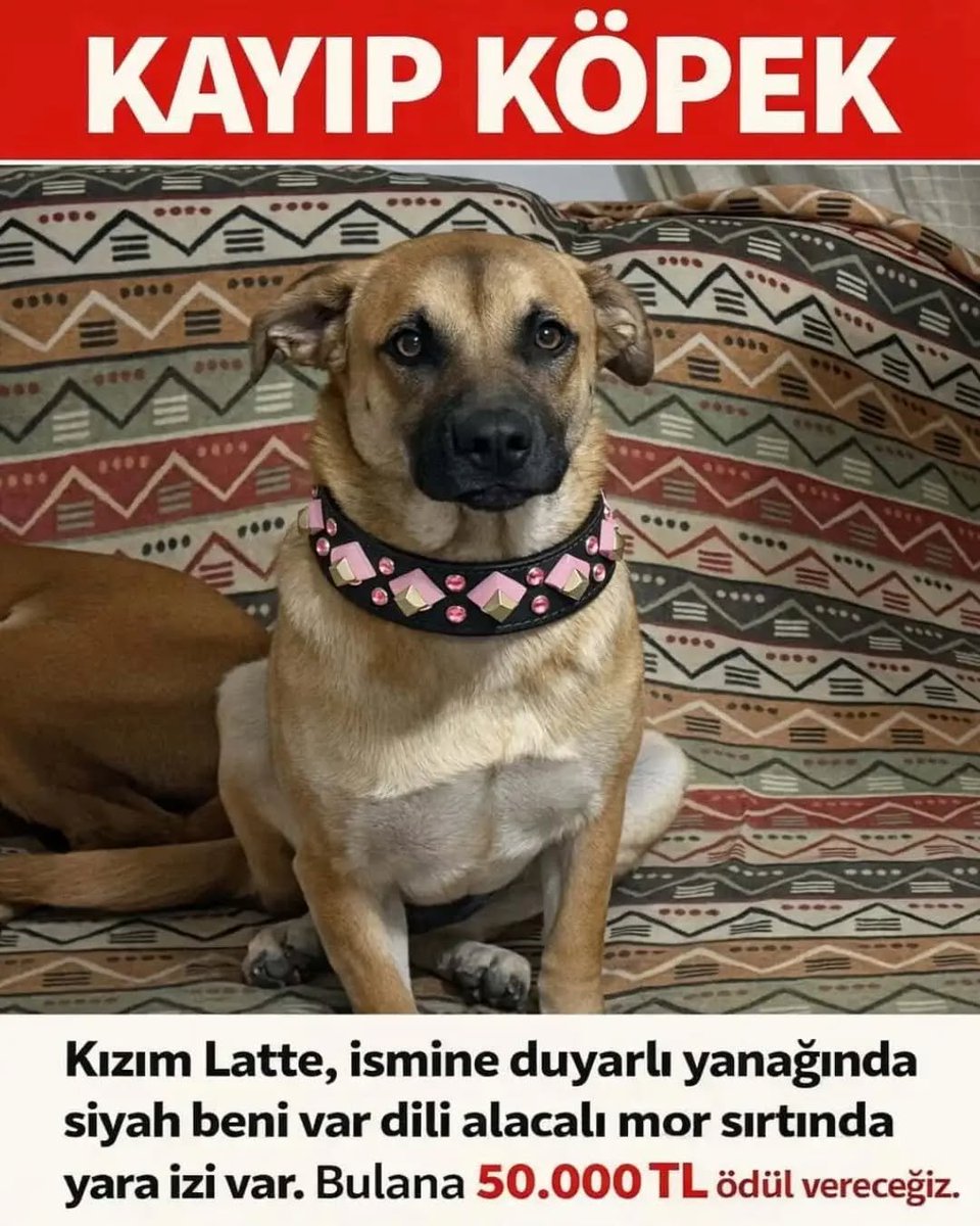 Zülal Kutluer tweet media