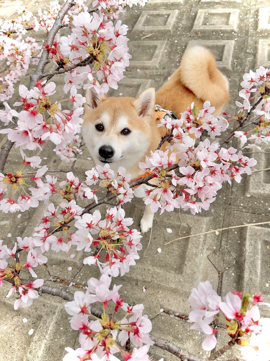 柴犬まめ tweet media