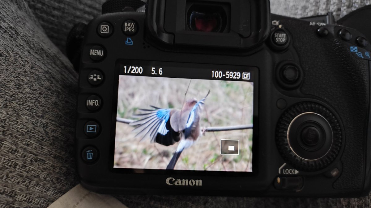 Ее унесли кабаны 🐗🐗🐗 tweet media