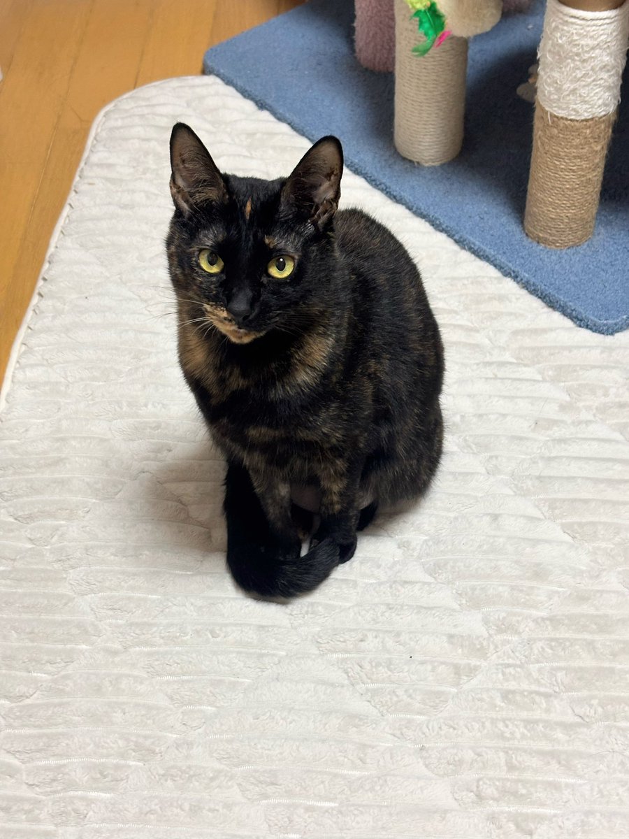 なぅ(ฅ¯ω¯ฅ )🐱🐱🐶🐾 tweet media