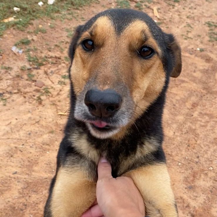 Cãogonhal - Proteção Animal tweet media