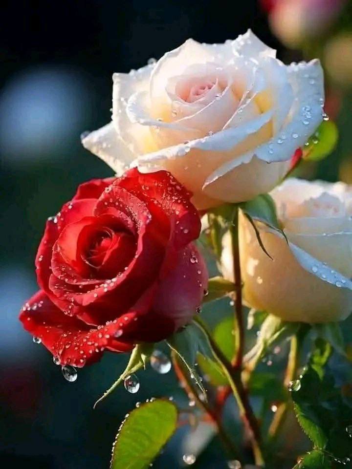 🤍🇸🇦خفايا جروح💚 tweet media