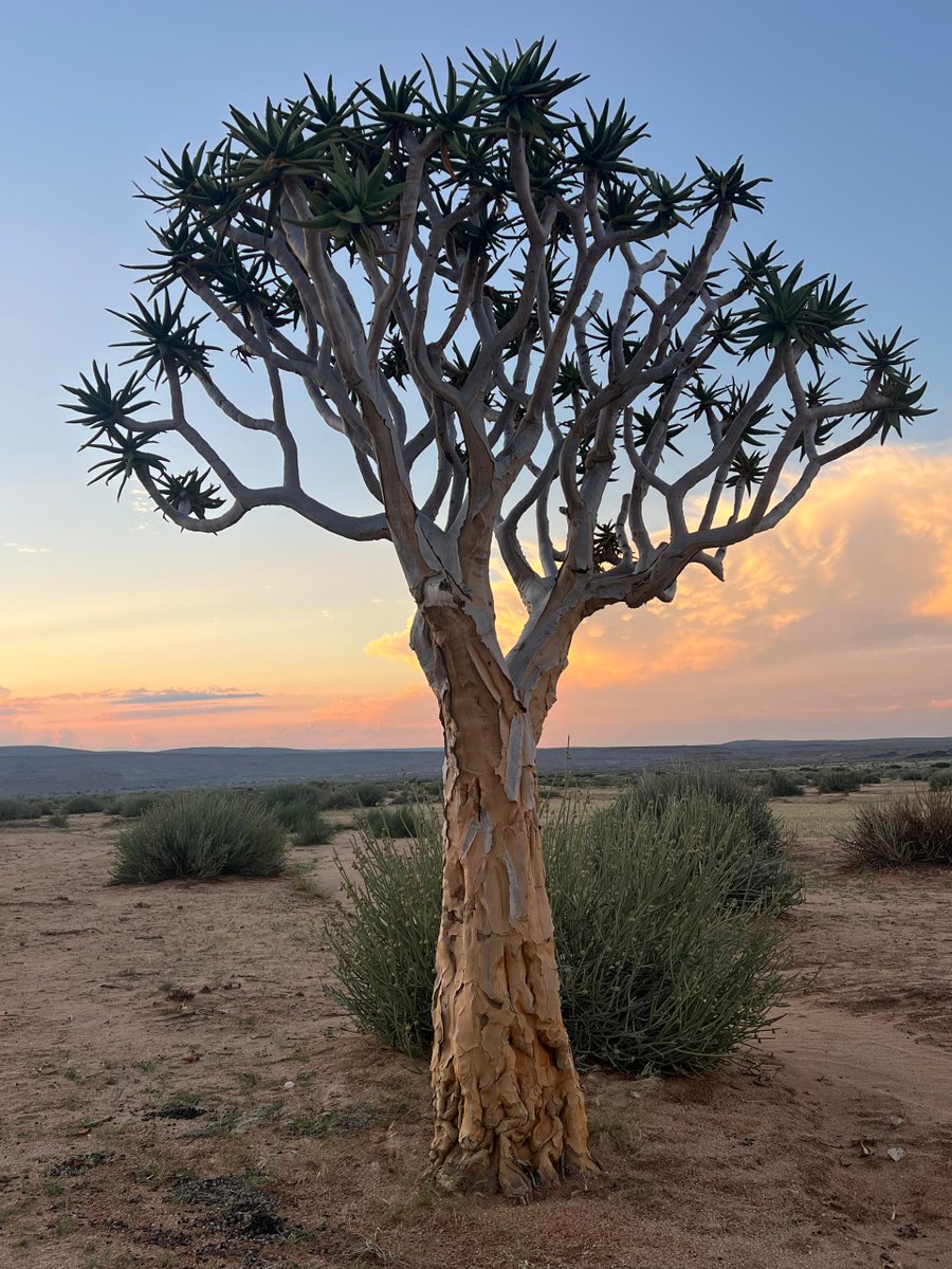 GondwanaLodges's tweet photo. Easter at the Fish River Canyon looks a little different. 🐰

📸Sonia Noirfalise
#namibia #fishrivercanyon #quivertree https://t.co/Aad3jQxL1m