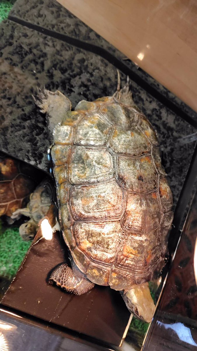 ハゲぼんず tweet media