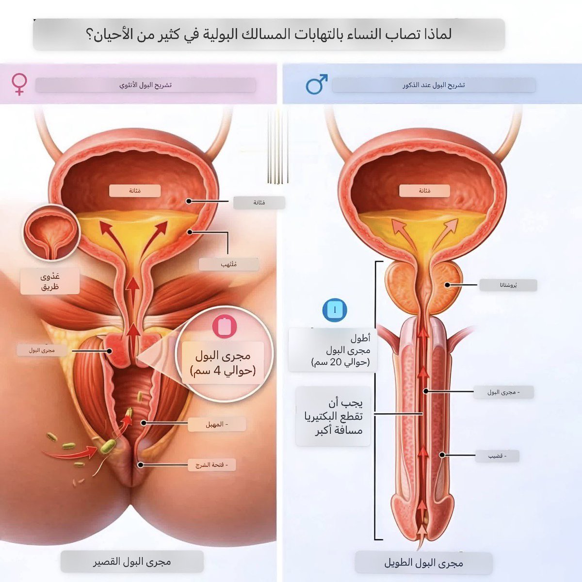 صحتي بالعربي tweet media
