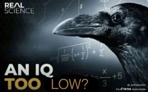 greettty tweet media