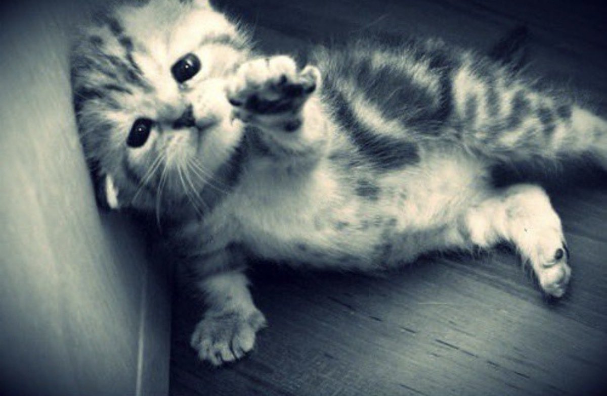 𝔉𝔯𝔞𝔫 ˖ ࣪ ִ𖤐 tweet media