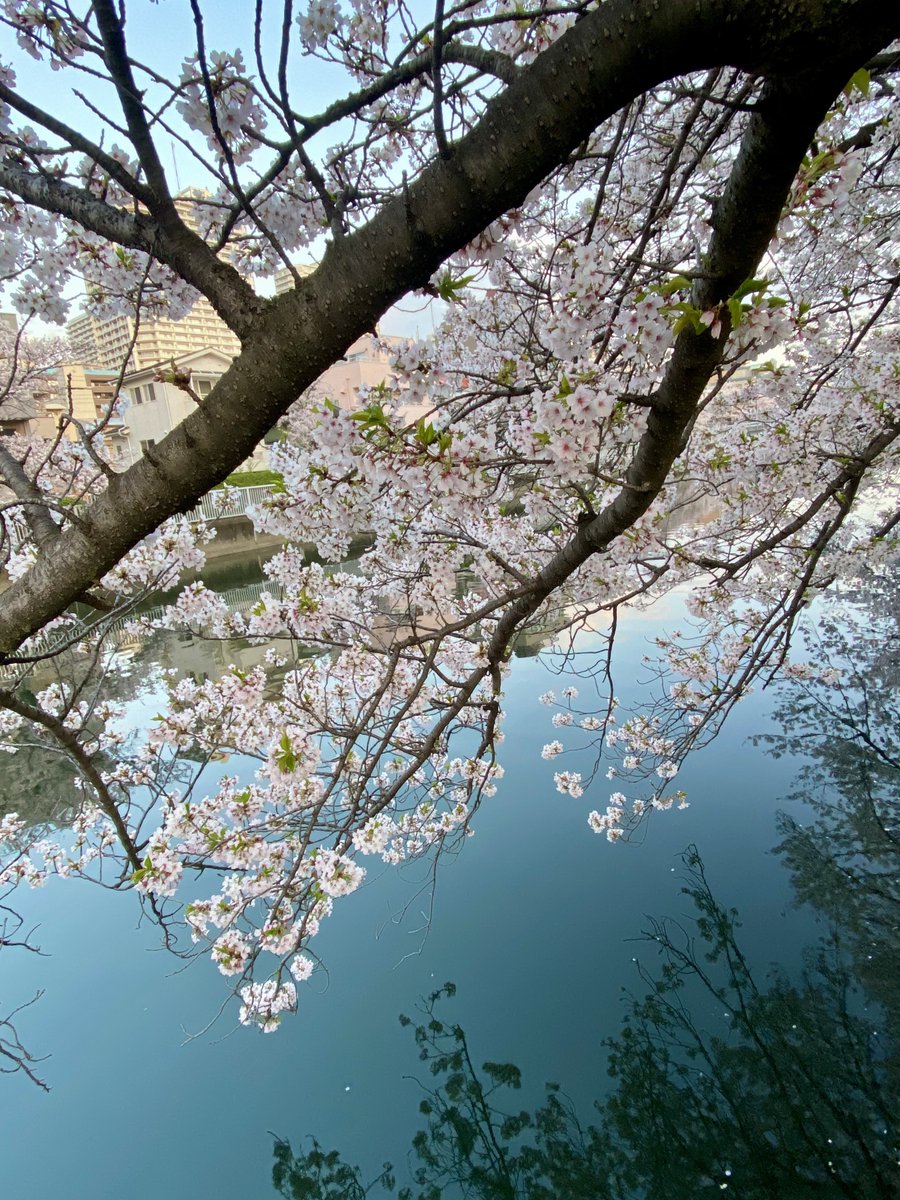 ニッカ tweet media