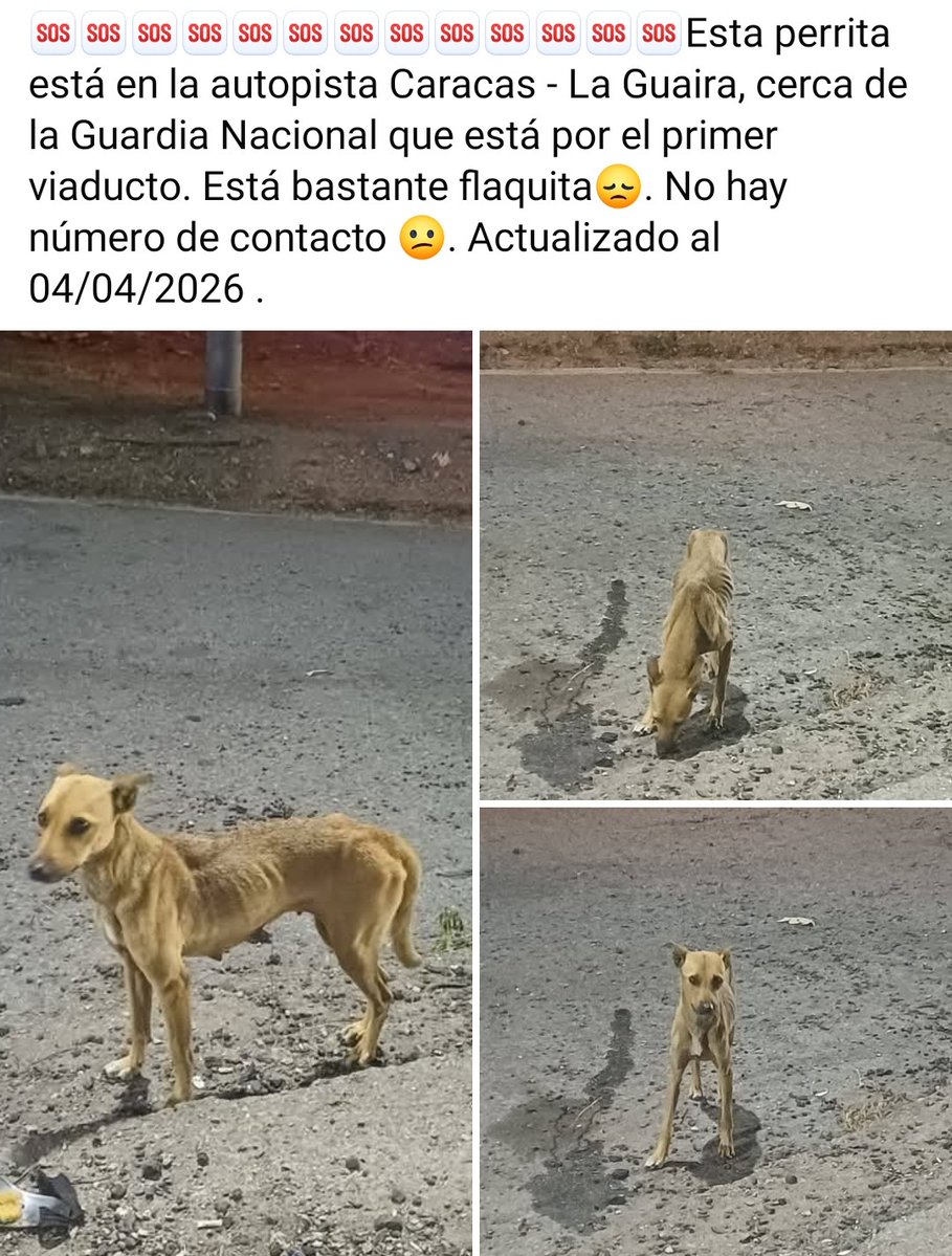 Necesita AYUDA y resguardo URGENTEEEE. Allí está en altísimo riesgo