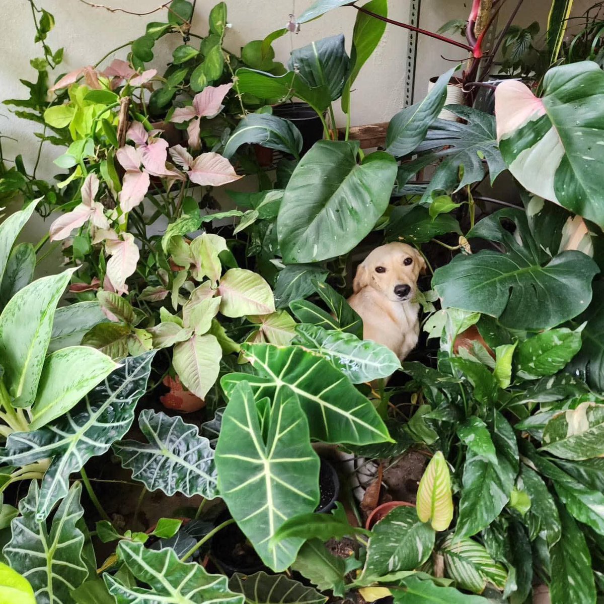 Animalitos en aprietos. tweet media