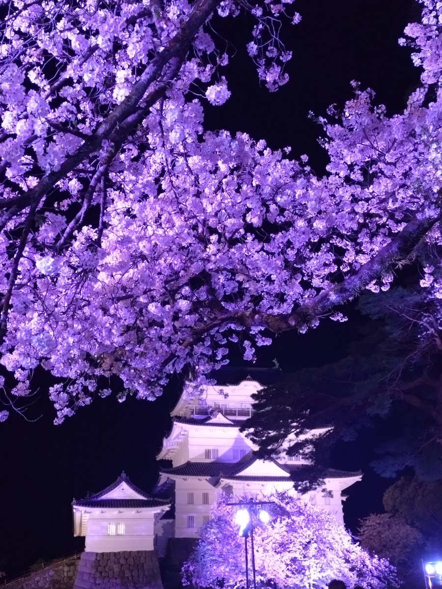 ひらまささん。 tweet media