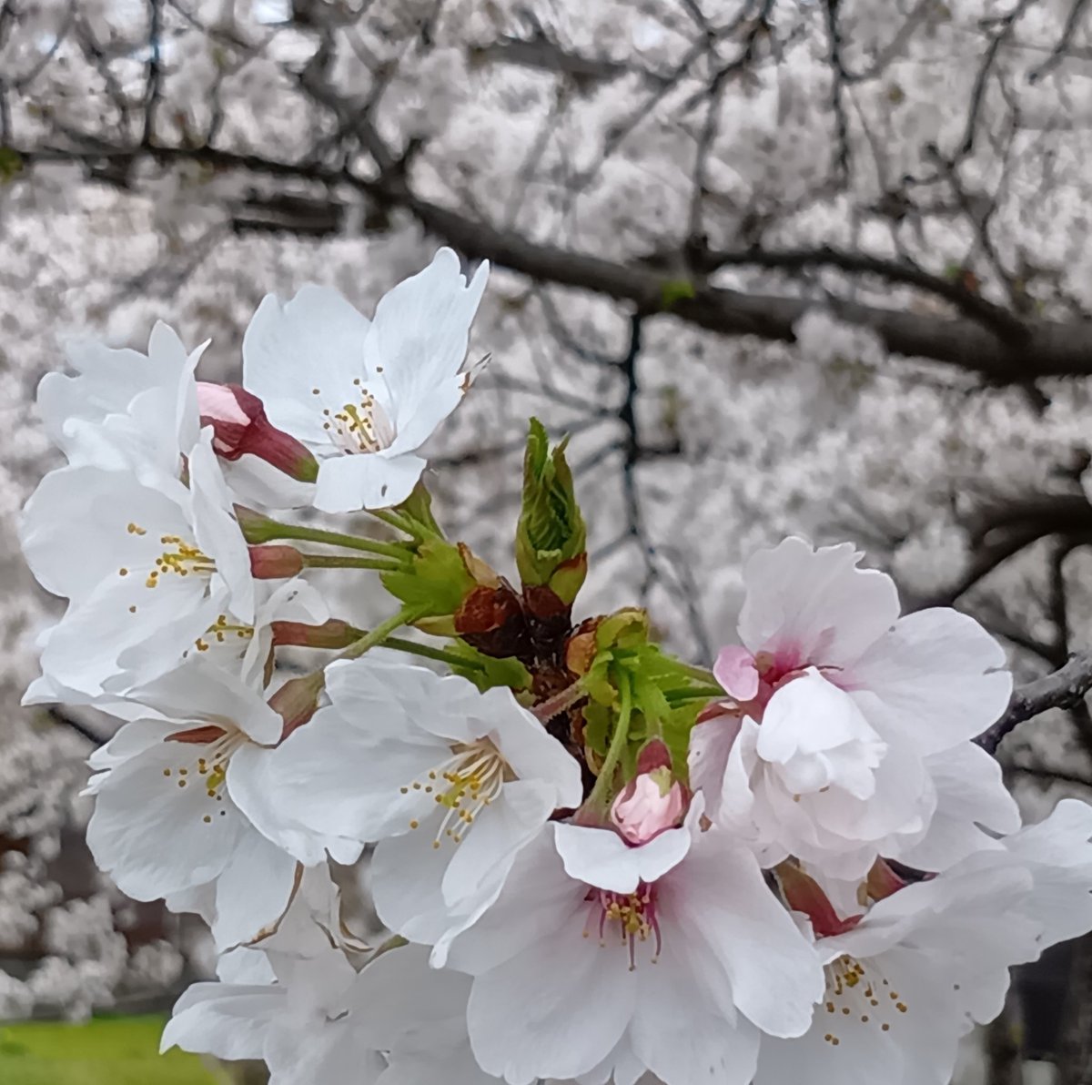 ゆっくり🌸🌸 tweet media