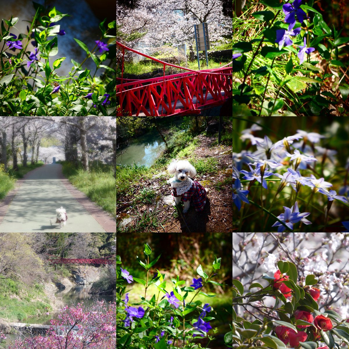 🍀Aaron🌸No DM☘️🌸 promenade tweet media