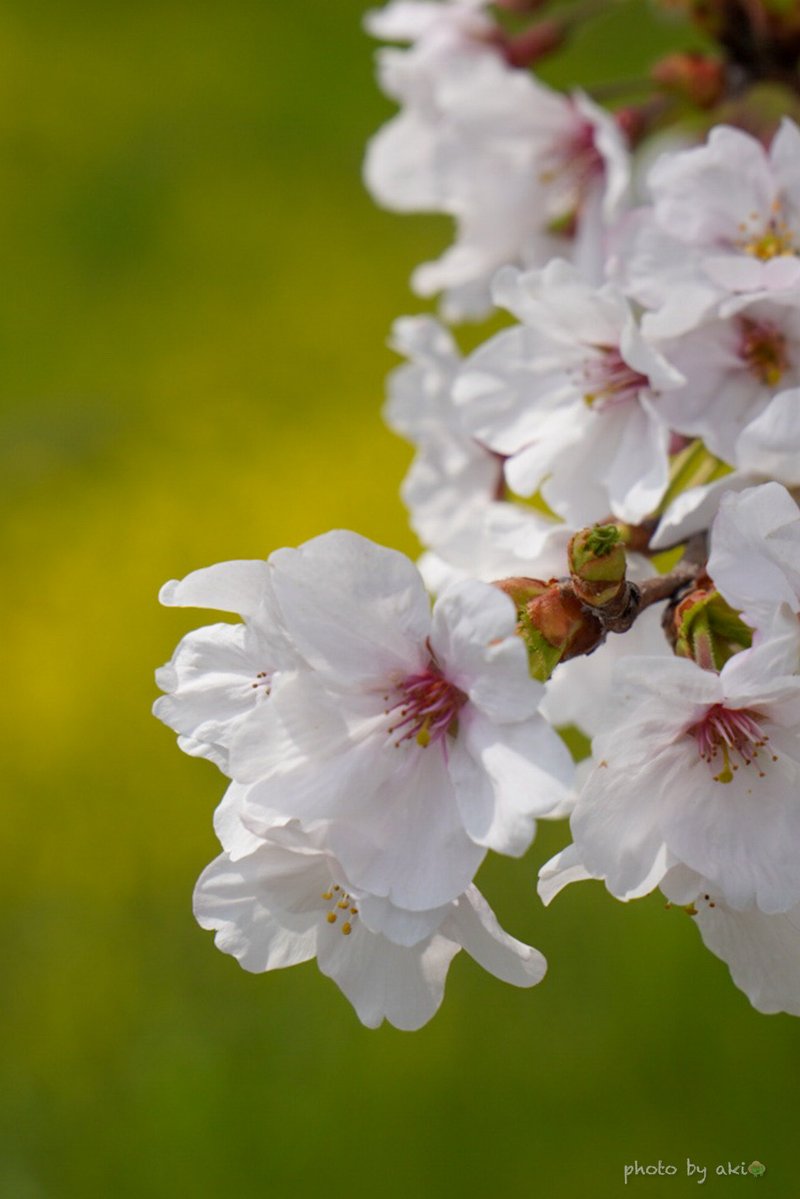 あき👒 tweet media