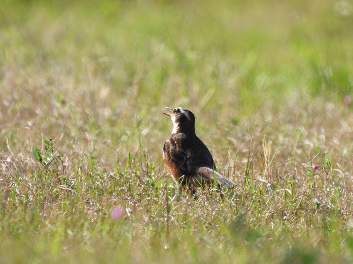 いつか文鳥と tweet media