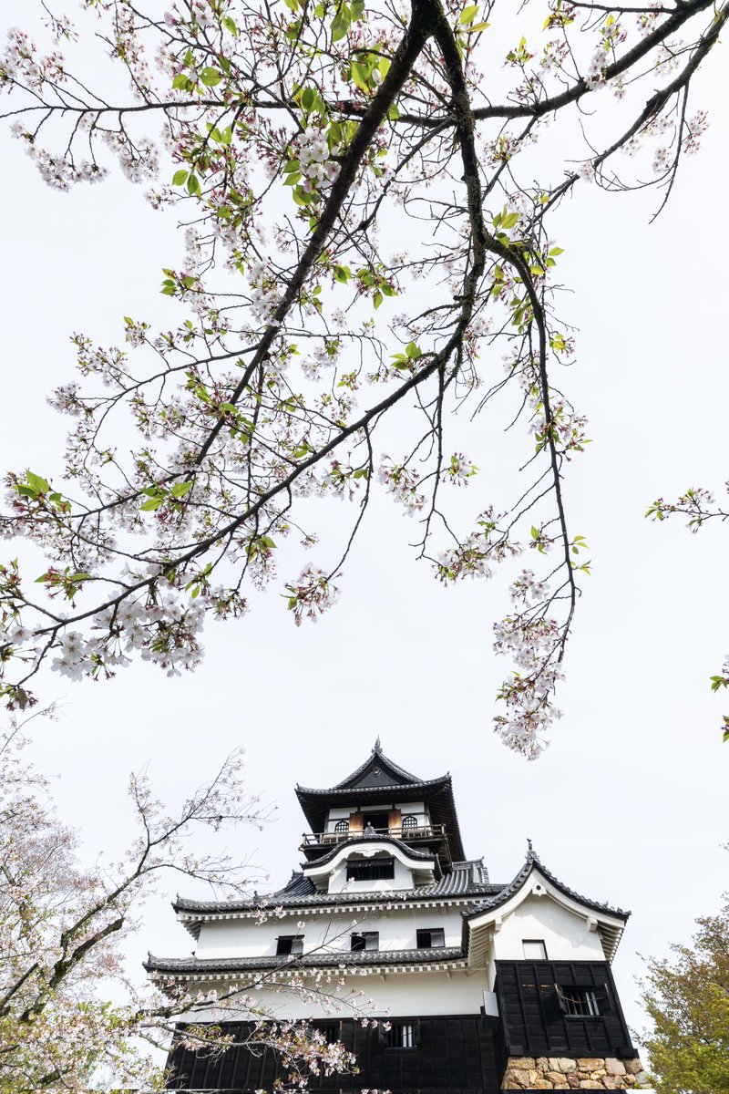 わん丸君 tweet media