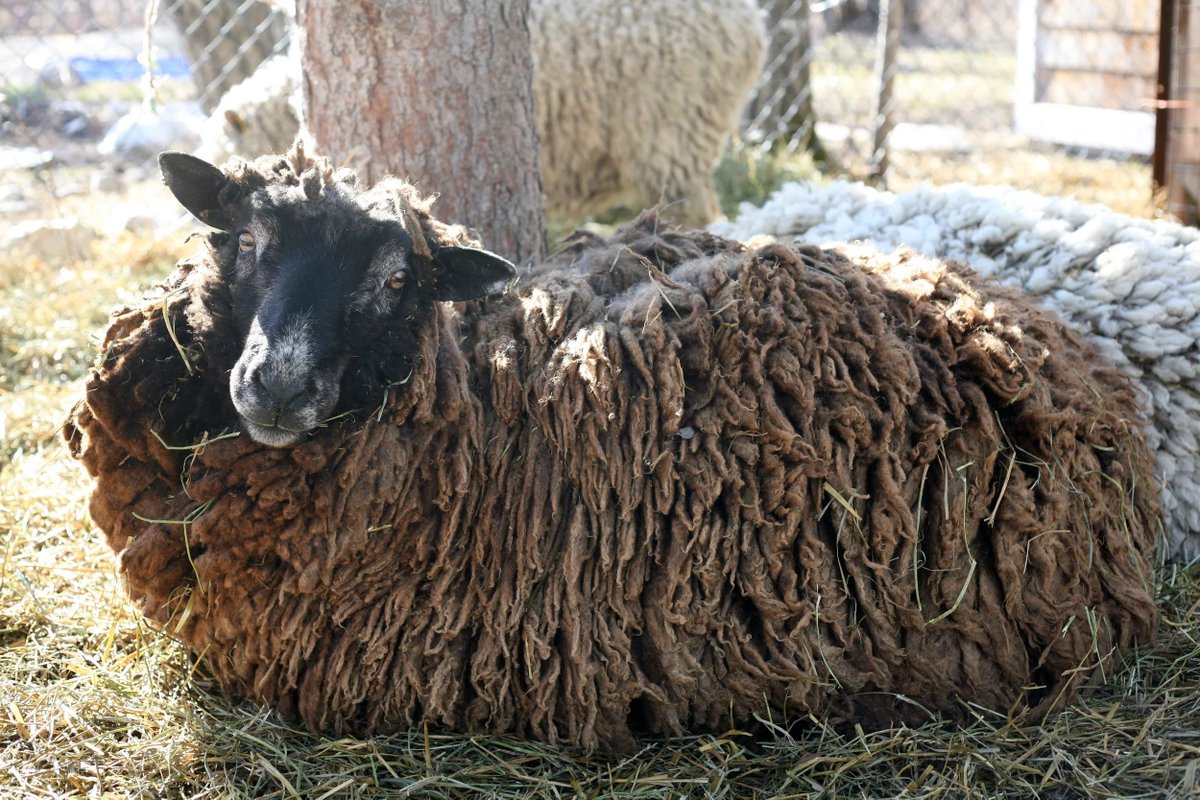 Sheep Of the Day🐑 tweet media