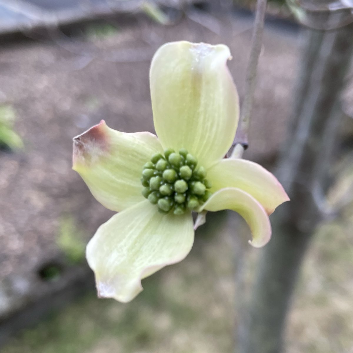 ビル・ブラウン tweet media