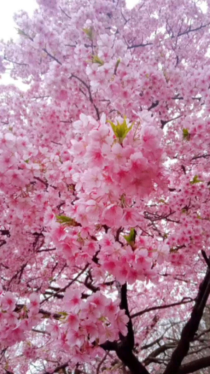 いとしのエリー tweet media