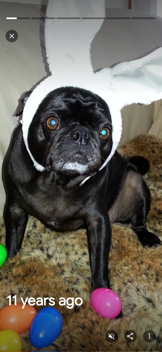 MisterPemberto1's tweet image. My darling Lilibet...here's a picture of me when I was a muscular hunky Easter Bunny 😏😉🤣🤣 (2015)