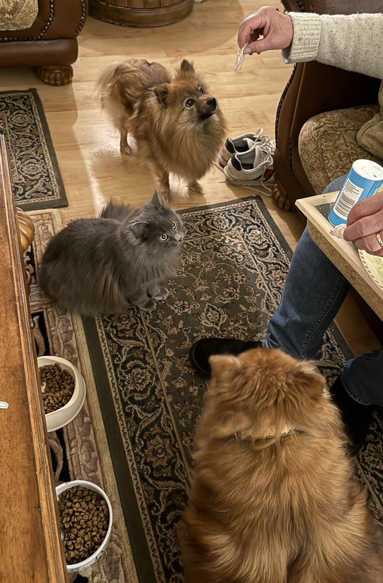_Meliora_60's tweet image. Evening all, from the top, Ronnie, Mad Frankie Fraser and Reggie enjoying a bit of Easter chicken 🤣🤣 #EasterWishes #Cat #Dog