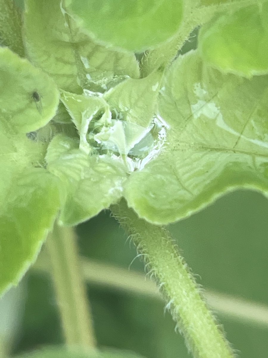That’s crazy, it seems like actual light is coming out of this sunflower plant