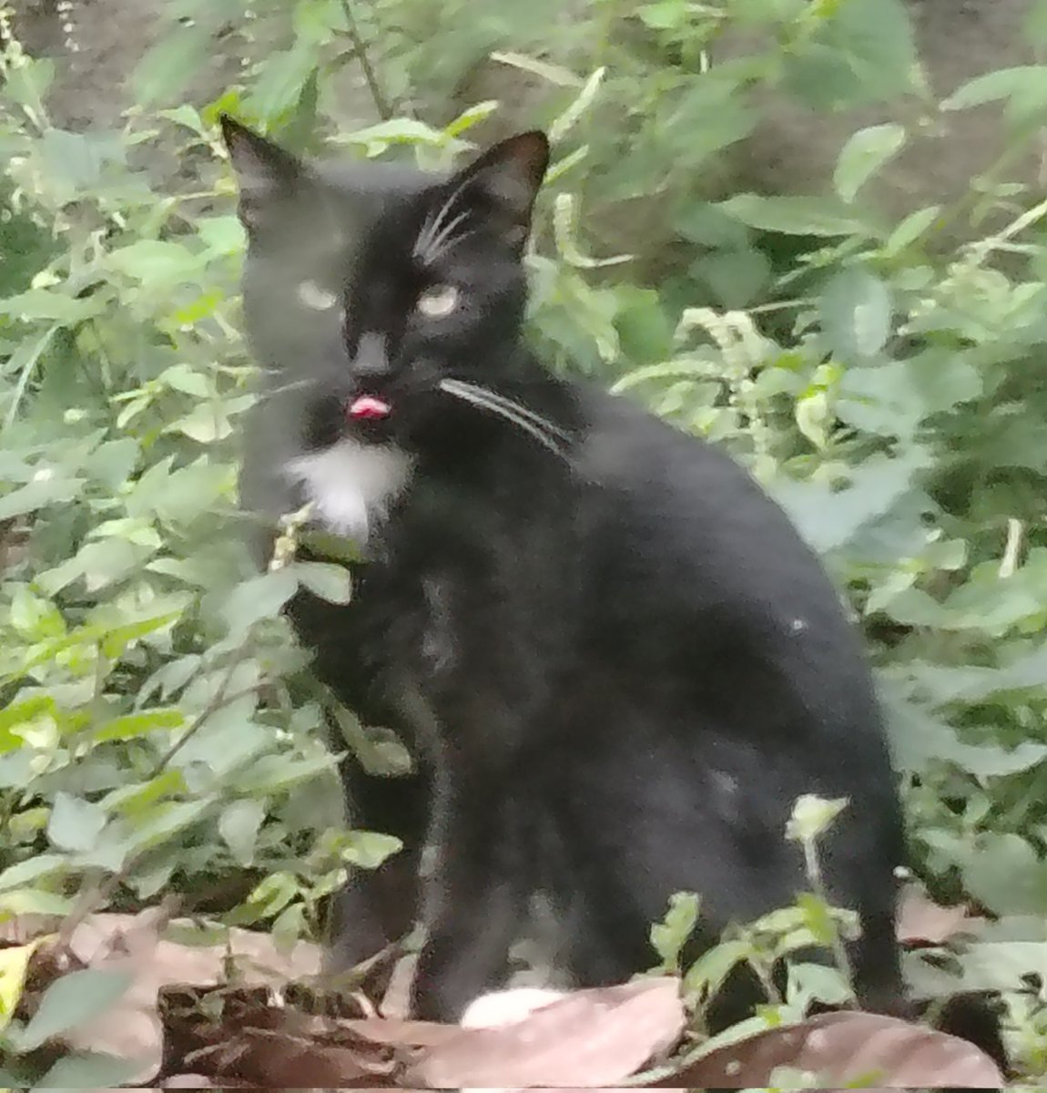 Gameplay Madness tweet media