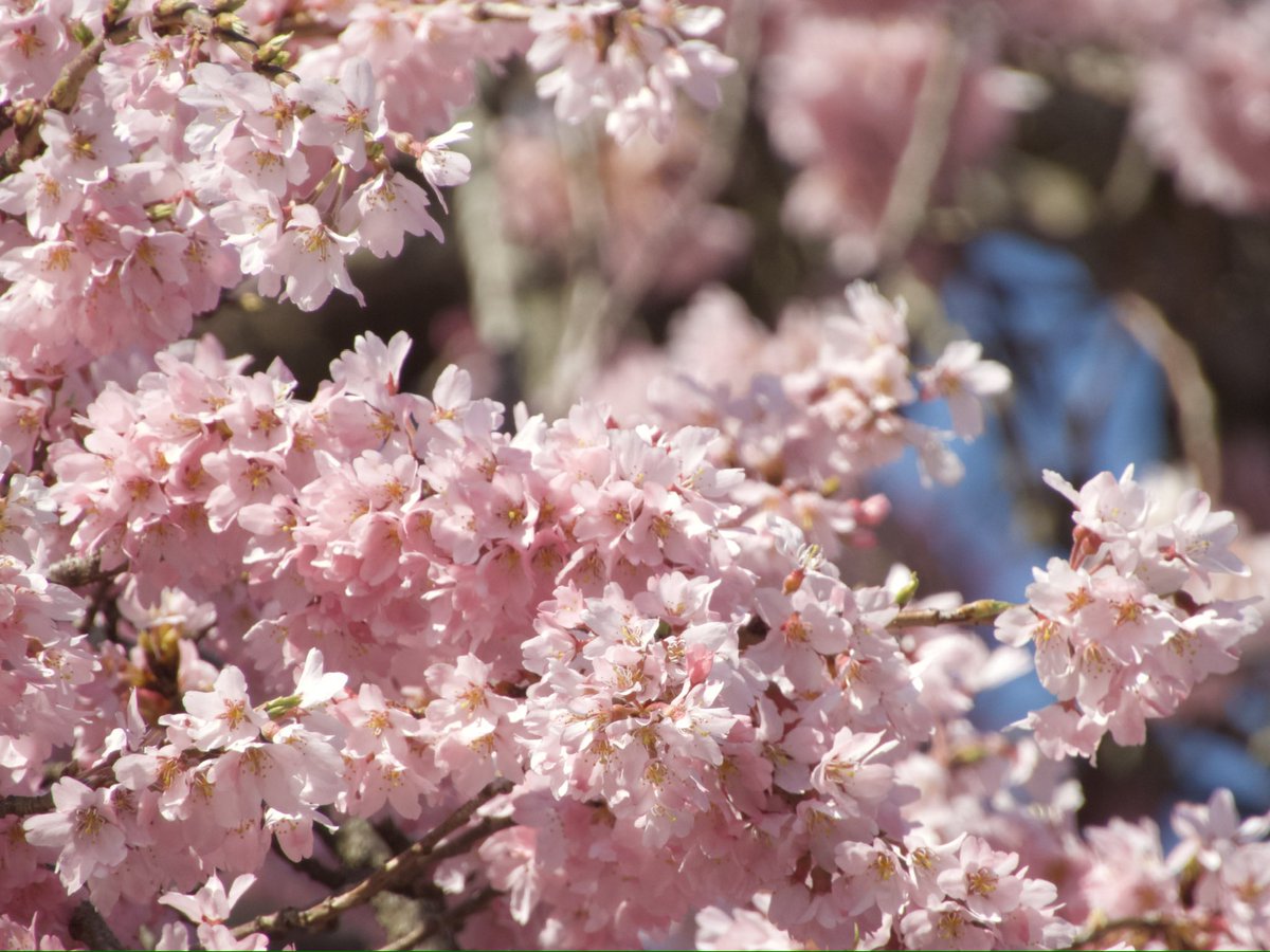 🌷🌱浅葱斑✨💕 tweet media