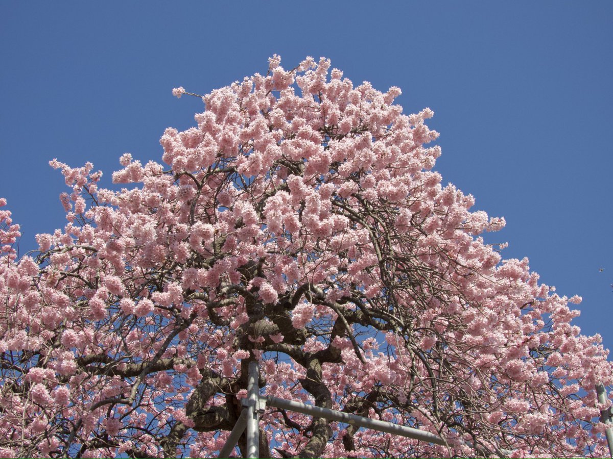 🌷🌱浅葱斑✨💕 tweet media