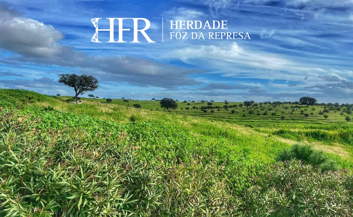 HerdadeFozdaRep's tweet image. Enjoy our Nature 

Wine &amp;amp; Petiscos in a great surrounding 

HerdadeFozDaRepresa.com 

#Wine #Alentejo
