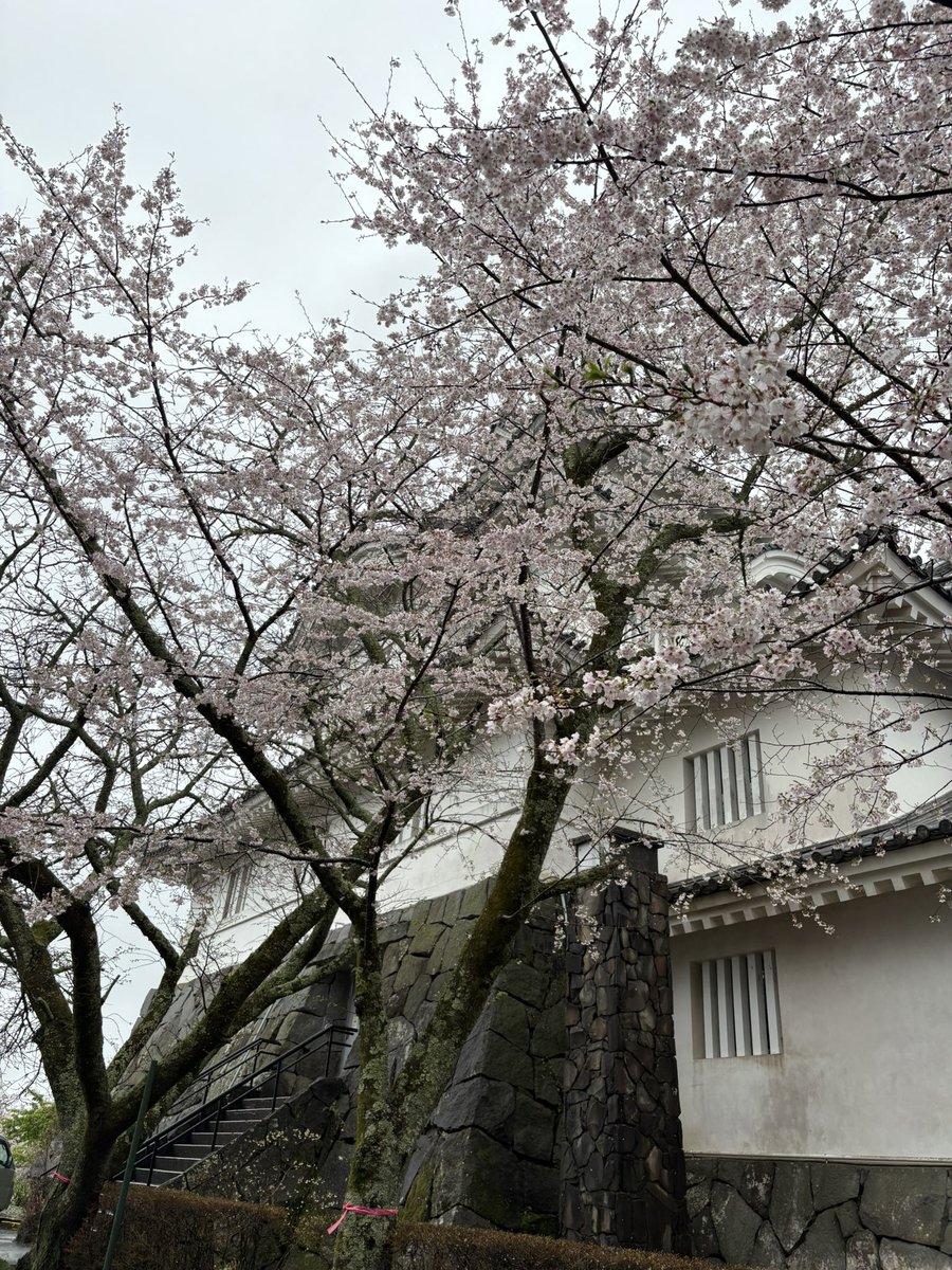 九十九里浜のケン tweet media