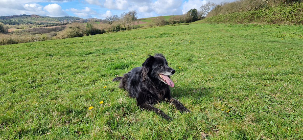 Dr. Corinne Scott tweet media