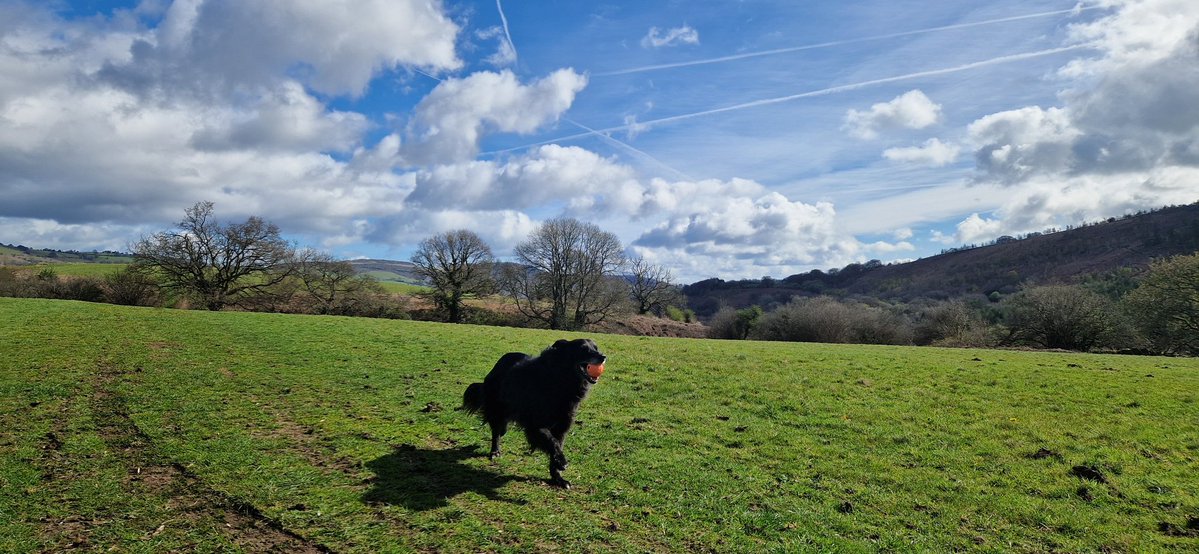 Dr. Corinne Scott tweet media