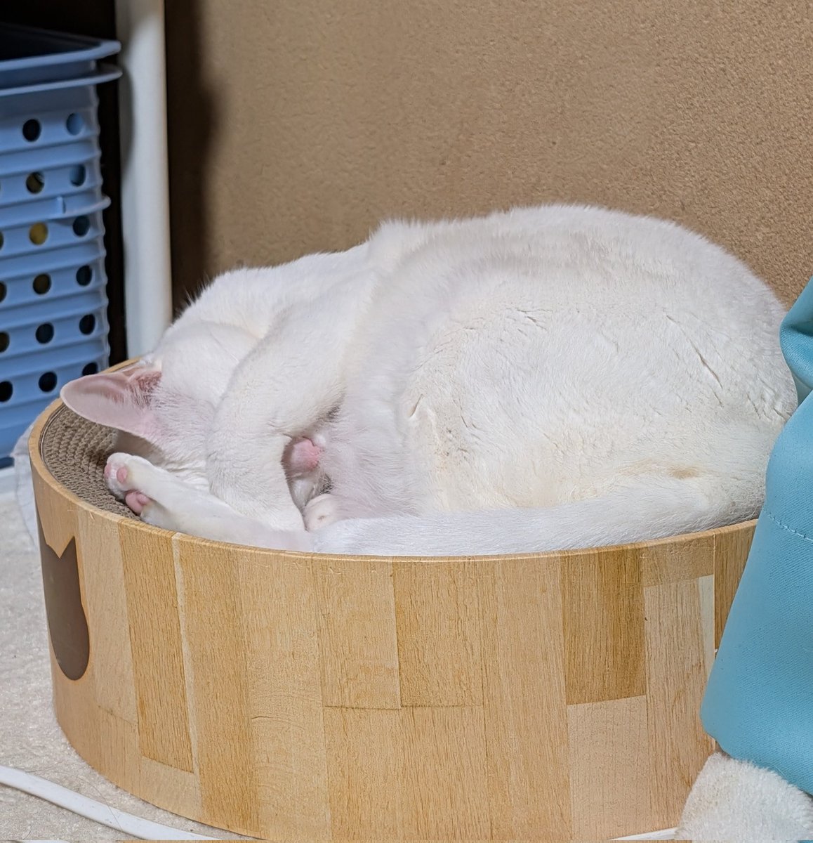 むつみや tweet media