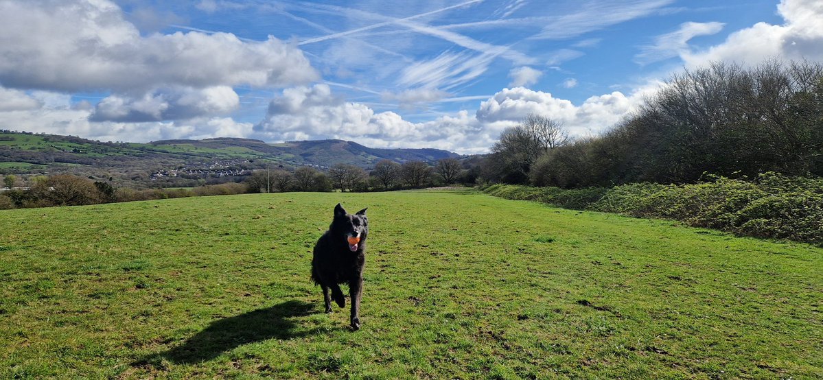 Dr. Corinne Scott tweet media