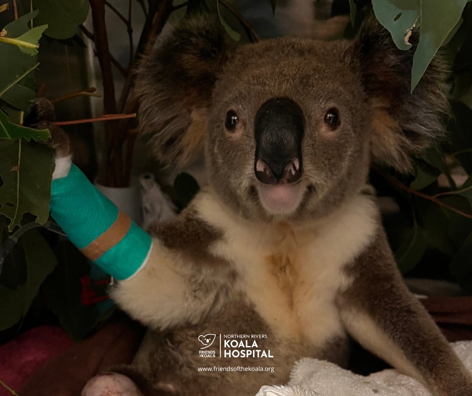 Friends_Koala's tweet image. 🐨 What does #koala rehab look like?

No touching. No talking. Quiet spaces. Careful observation.

Every detail is designed to reduce stress and give koalas the best chance of survival 💚

This is the unseen work that helps them return to the wild.
ow.ly/inQx50YAPJn