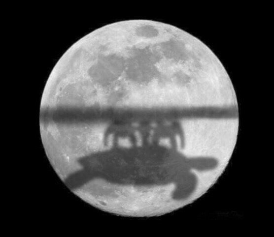 Ramin Nasibov tweet media