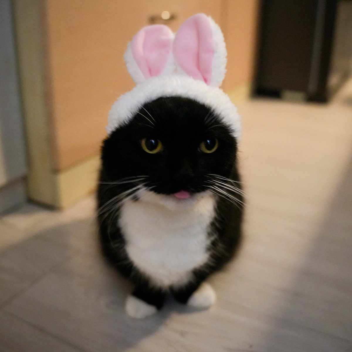 I'm Uni :3 tweet media